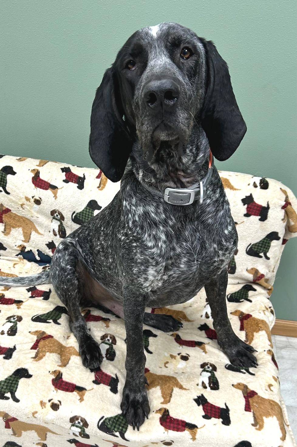 Enlarge Jackson, a Adoptable mixed breed in Neillsville, WI image 4/5