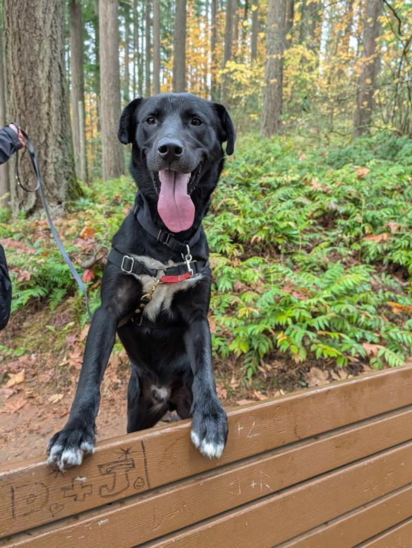 Cosmo, Adoptable, Adult Male Labrador Retriever.