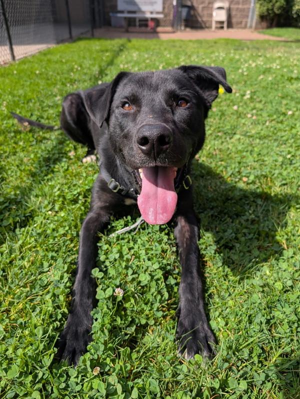 Enlarge Cosmo, a Adoptable mixed breed in Vancouver, WA image 2/6