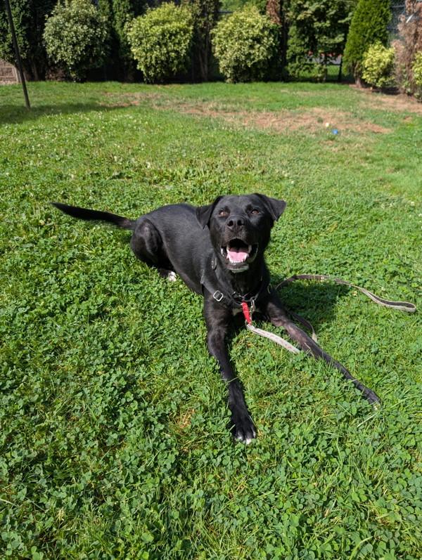 Enlarge Cosmo, a Adoptable mixed breed in Vancouver, WA image 3/6