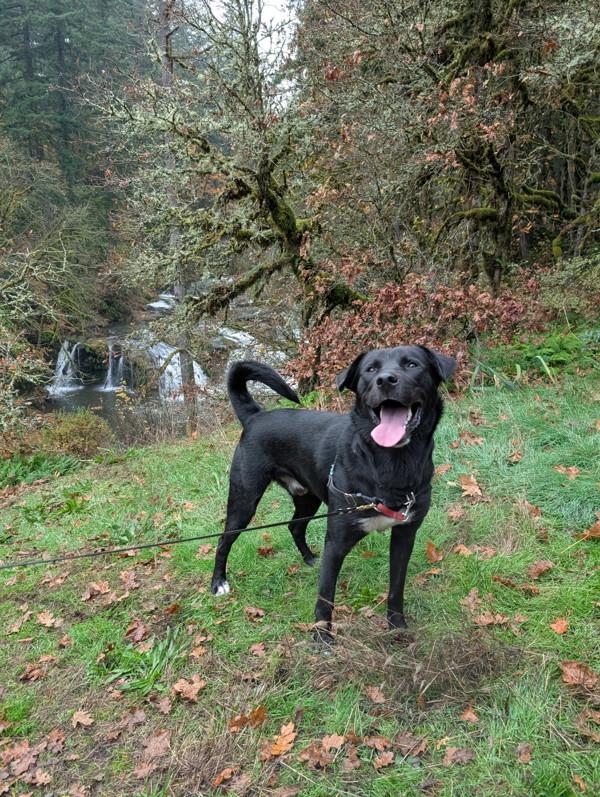 Enlarge Cosmo, a Adoptable mixed breed in Vancouver, WA image 4/6