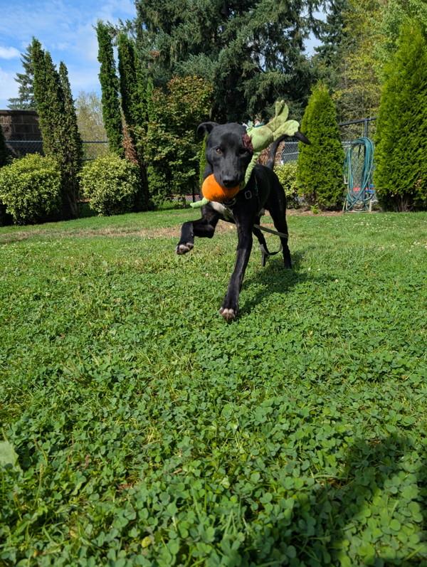 Enlarge Cosmo, a Adoptable mixed breed in Vancouver, WA image 5/6