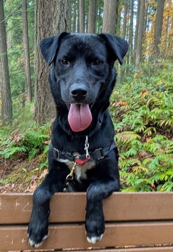 Enlarge Cosmo, a Adoptable mixed breed in Vancouver, WA image 6/6