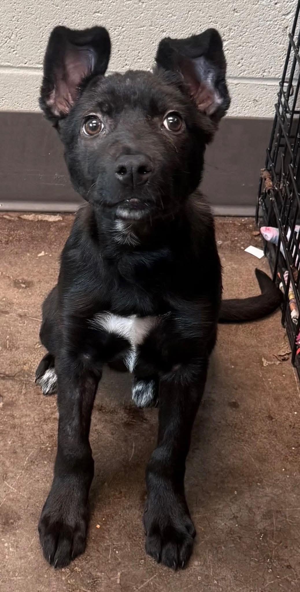 Enlarge Moss, an adoptable mixed breed in Newfoundland, NJ image 2/2