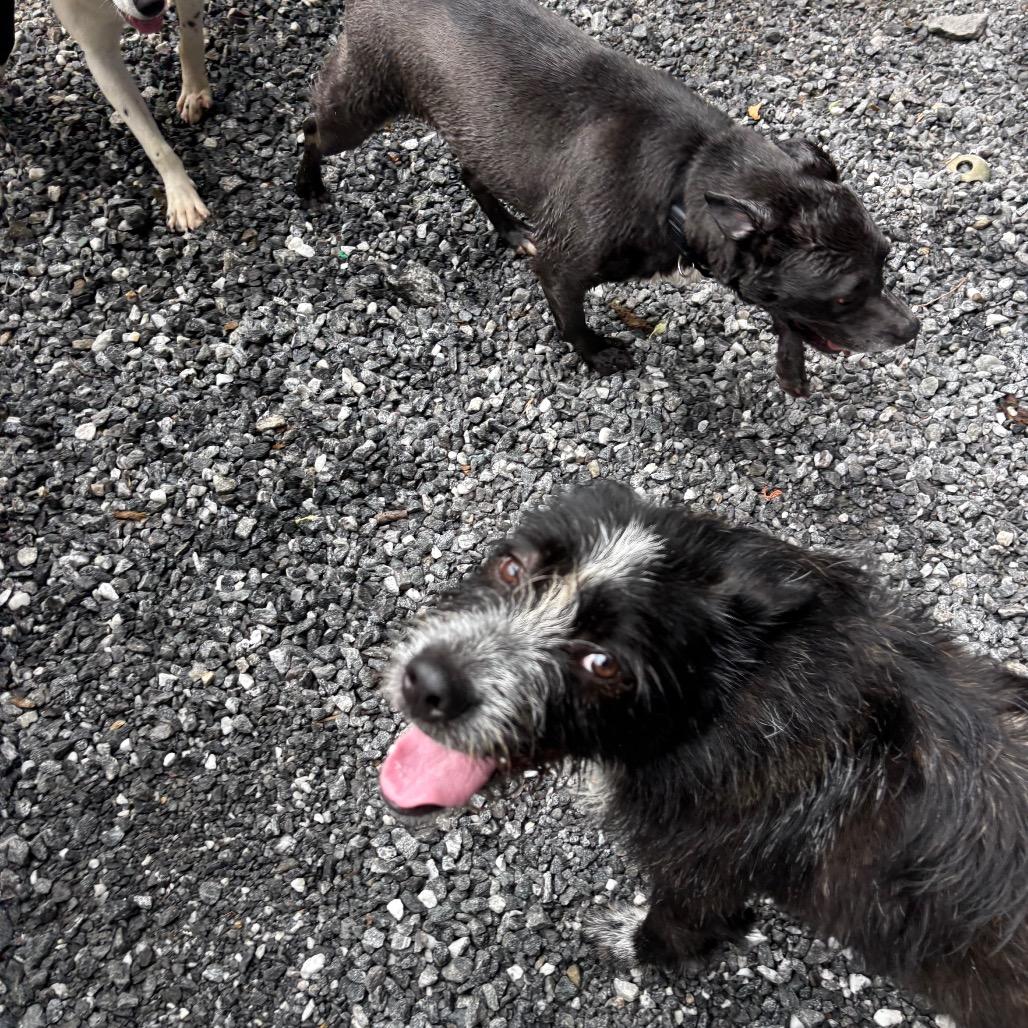 Pedro, Adoptable, Young Male Terrier & Giant Schnauzer.