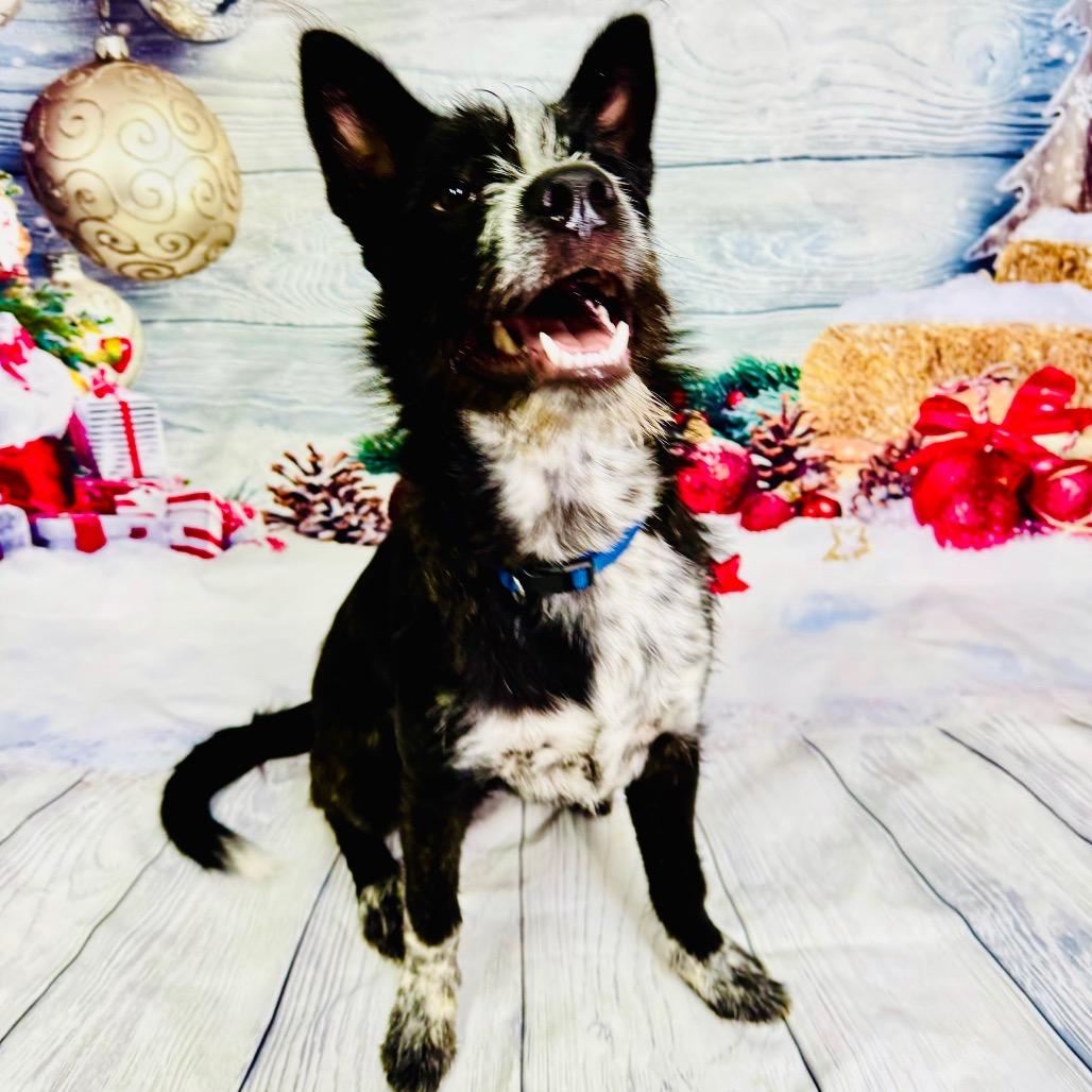 Enlarge Pedro, a Adoptable mixed breed in Franklin, NC image 3/4