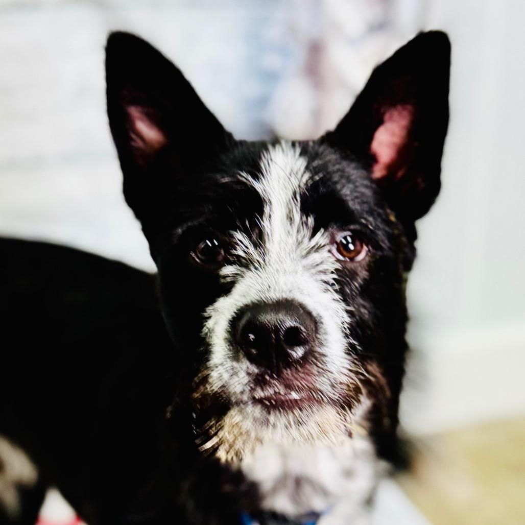 Enlarge Pedro, a Adoptable mixed breed in Franklin, NC image 4/4