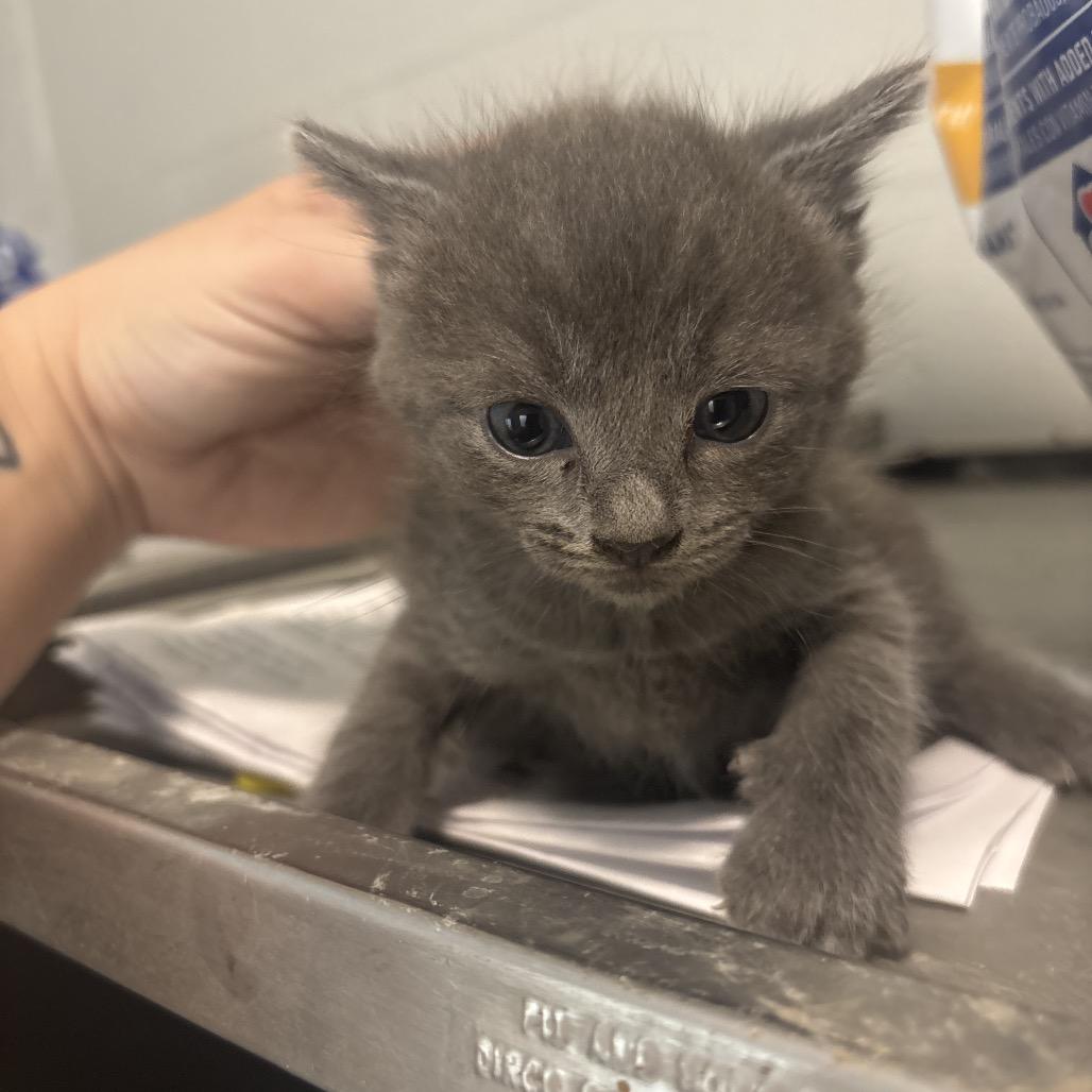Kool-aid, a Adoptable Domestic Short Hair in Clanton, AL image 2/2