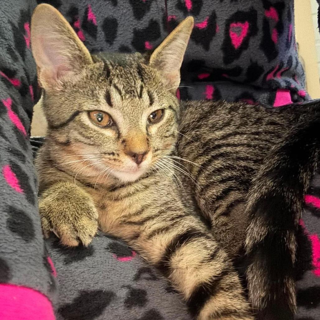 Tiger, Adoptable, Kitten Male Domestic Short Hair.