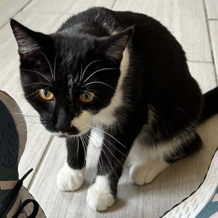 Enlarge JOLENE, an adoptable Domestic Short Hair in Mount Rainier, MD image 2/4