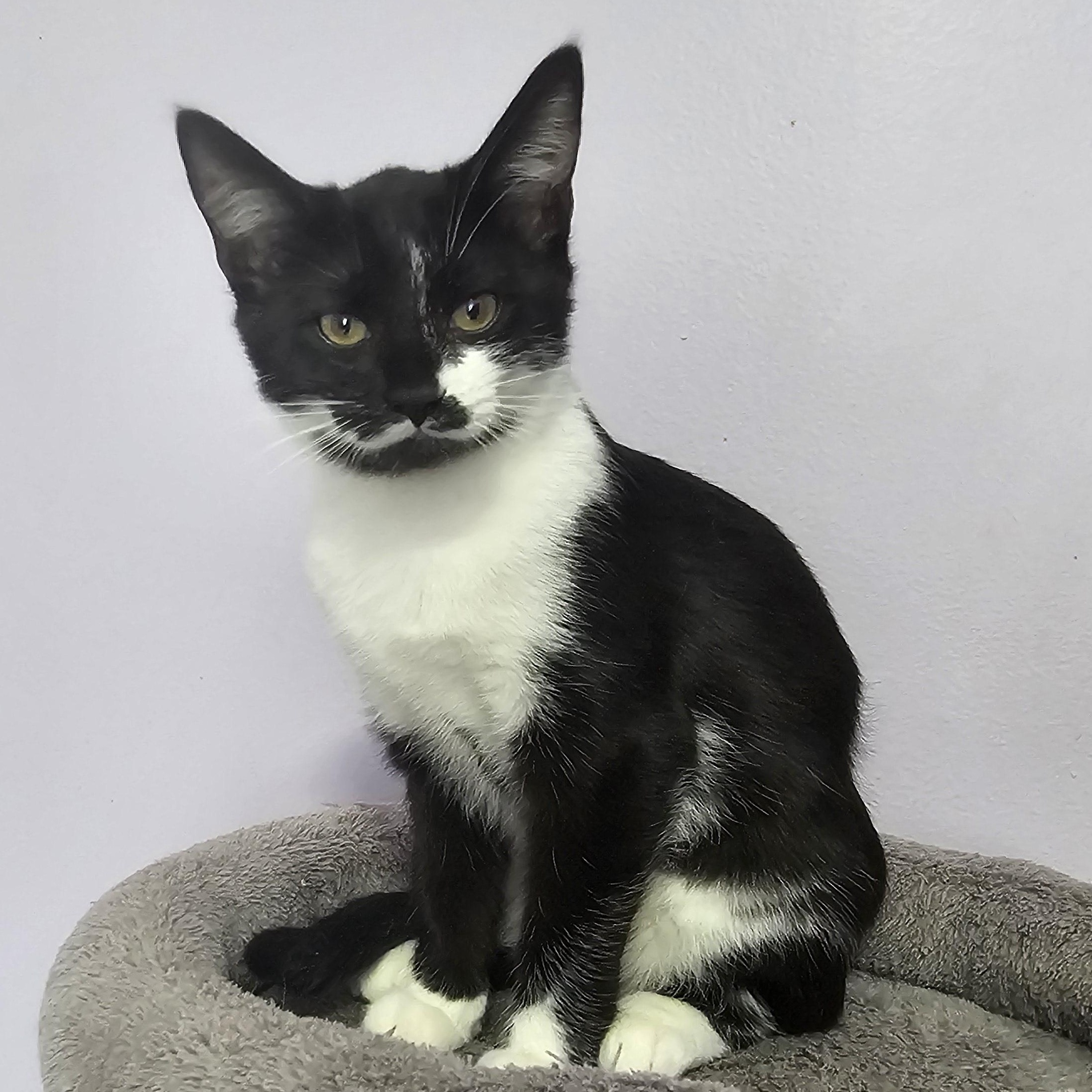 JOLENE, Adoptable, Kitten Female Domestic Short Hair.