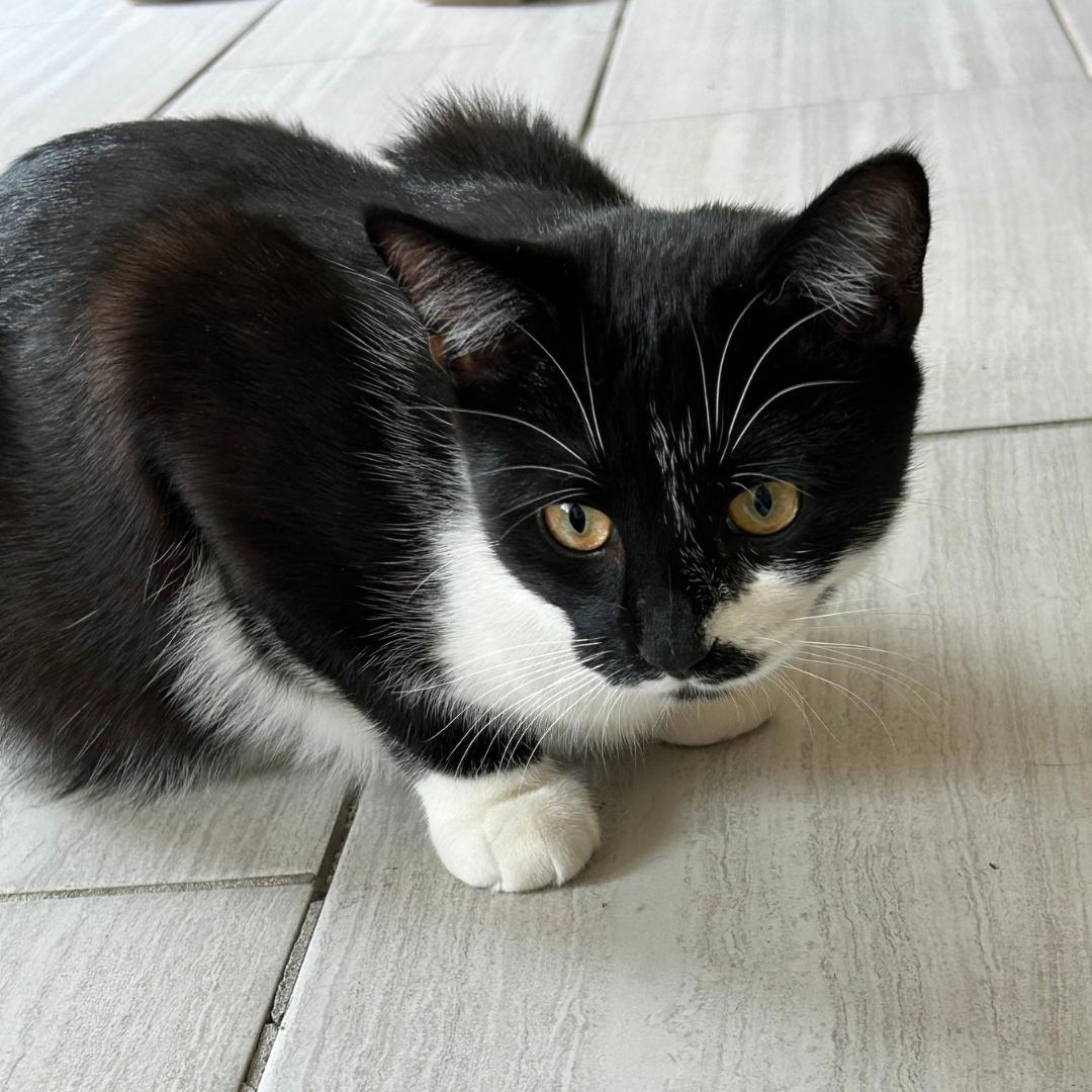 Enlarge JOLENE, an adoptable Domestic Short Hair in Mount Rainier, MD image 3/4