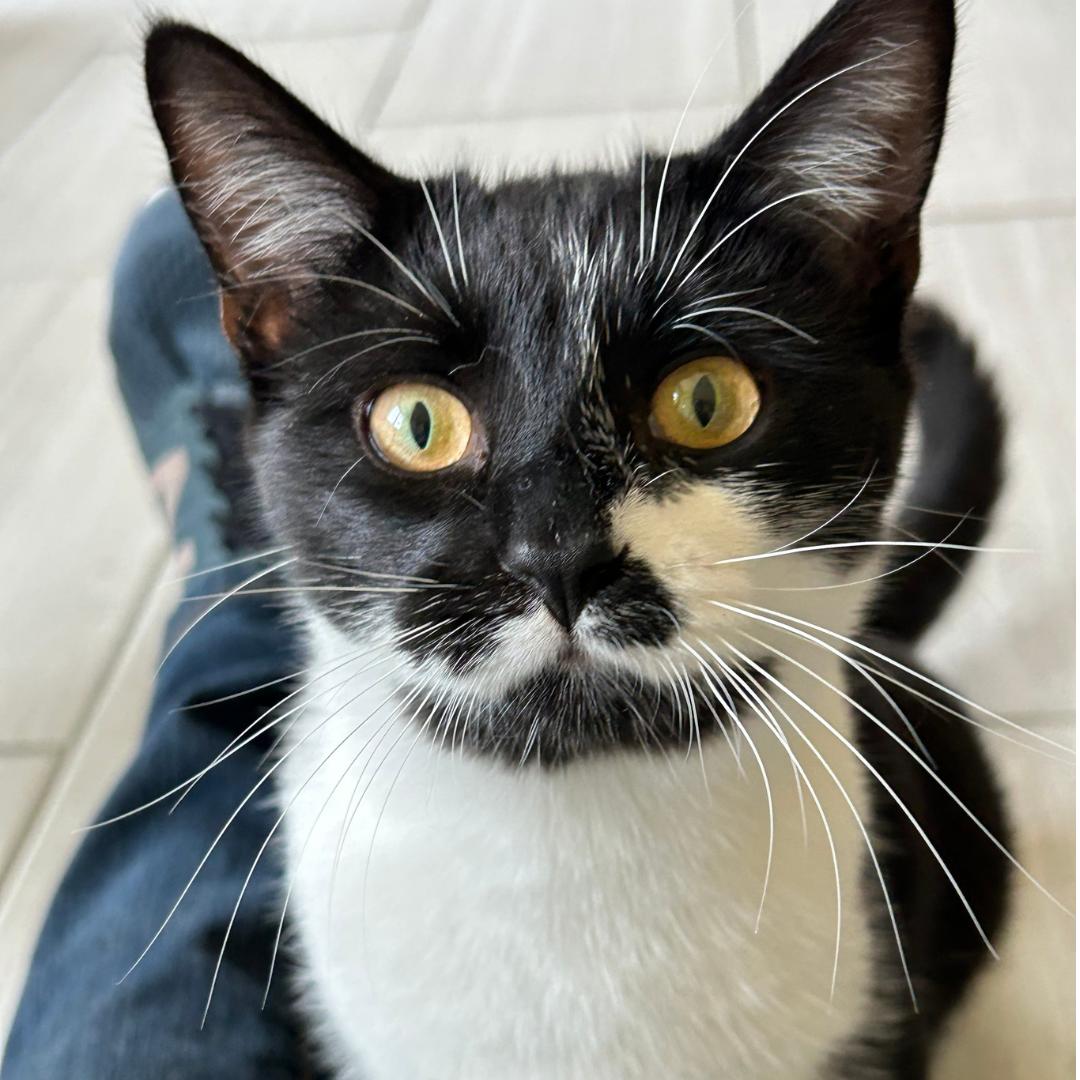 JOLENE, adoptable, Kitten Female Domestic Short Hair.