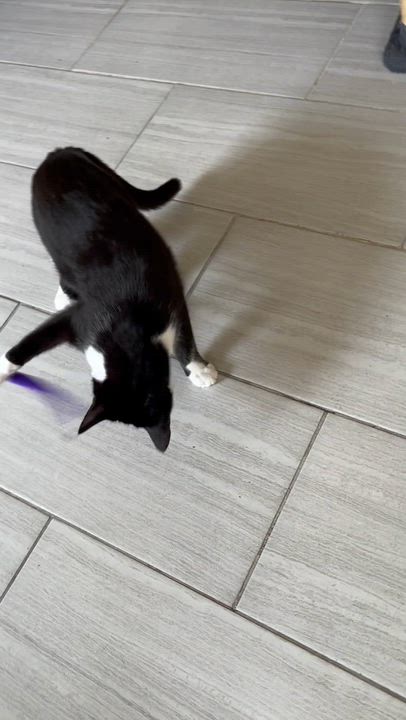 Enlarge JOLENE, an adoptable Domestic Short Hair in Mount Rainier, MD video 4/4