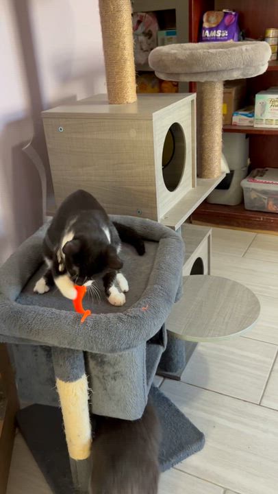 Enlarge JOLENE, an adopted Domestic Short Hair in Mount Rainier, MD video 3/3