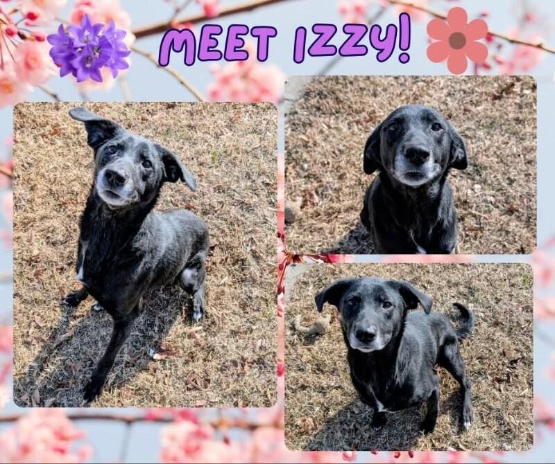 Izzy, Adoptable, Adult Female Labrador Retriever.