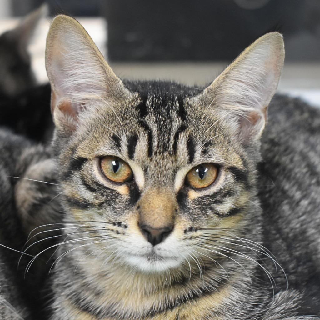 Sheldon, Adoptable, Kitten Male Domestic Short Hair.