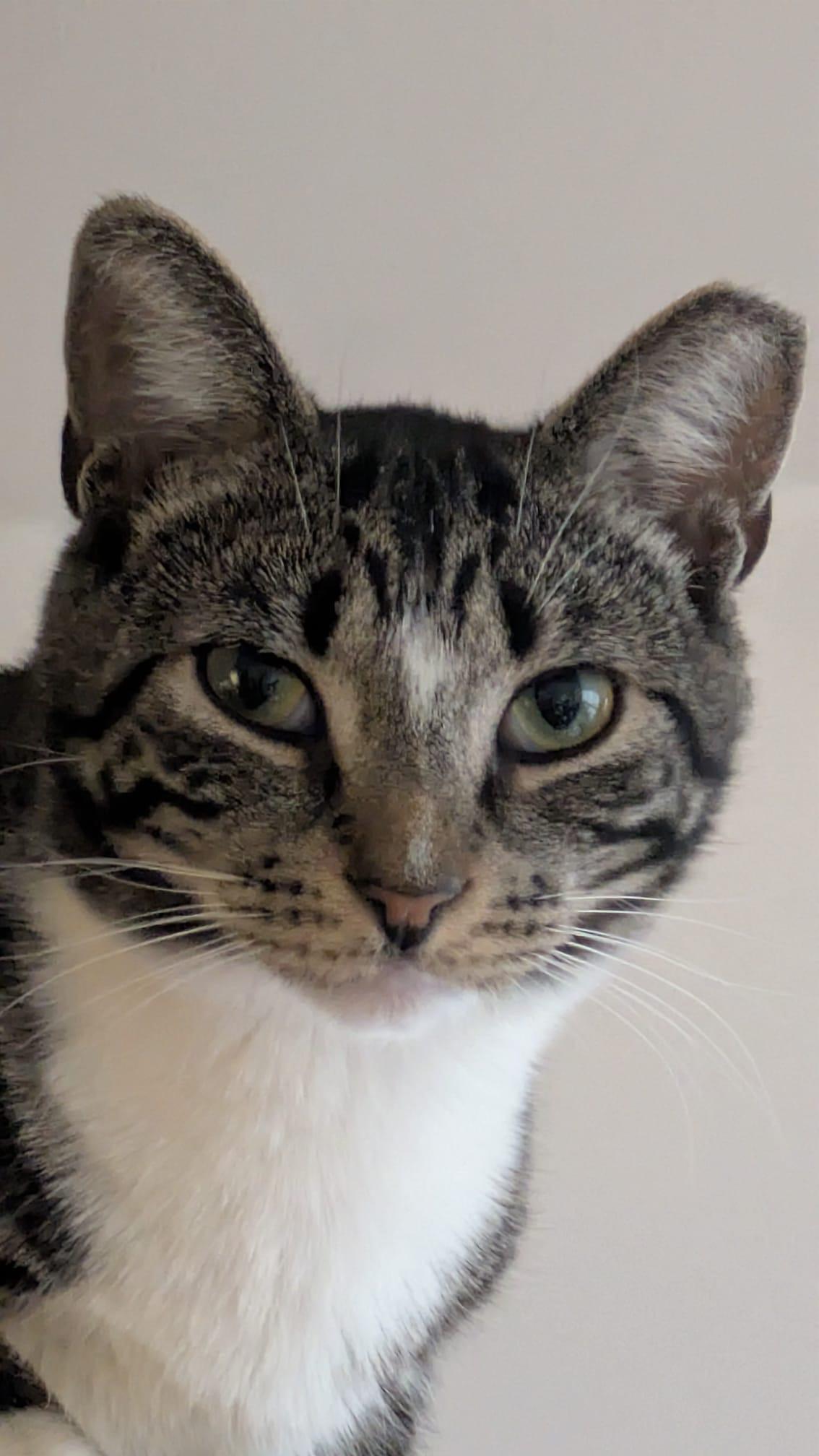 Ziggy, a Adoptable Domestic Short Hair in New York, NY image 2/5