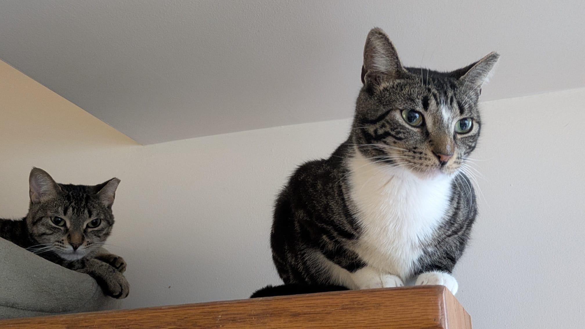 Ziggy, a Adoptable Domestic Short Hair in New York, NY image 3/5