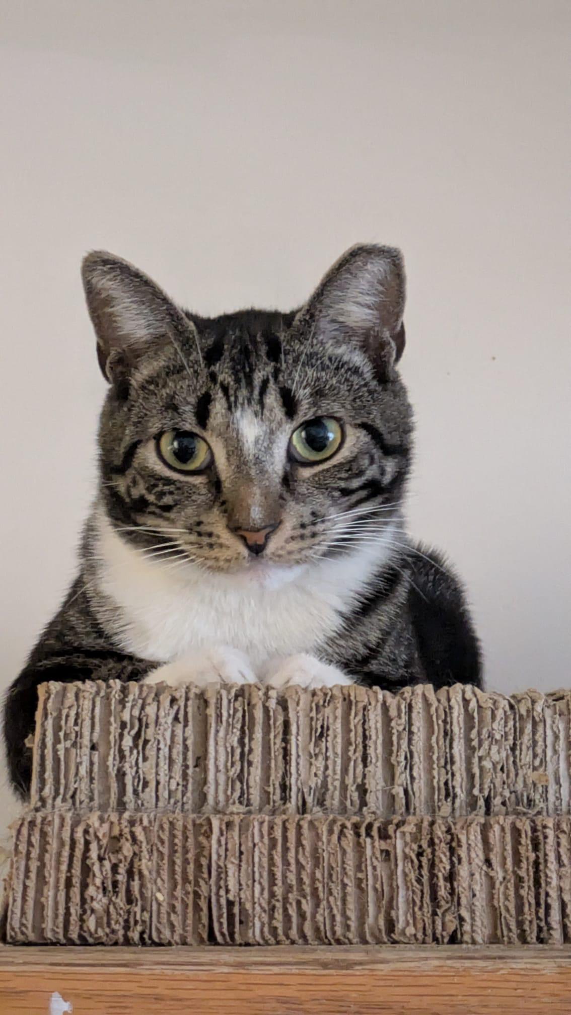 Ziggy, Adoptable, Adult Male Domestic Short Hair.