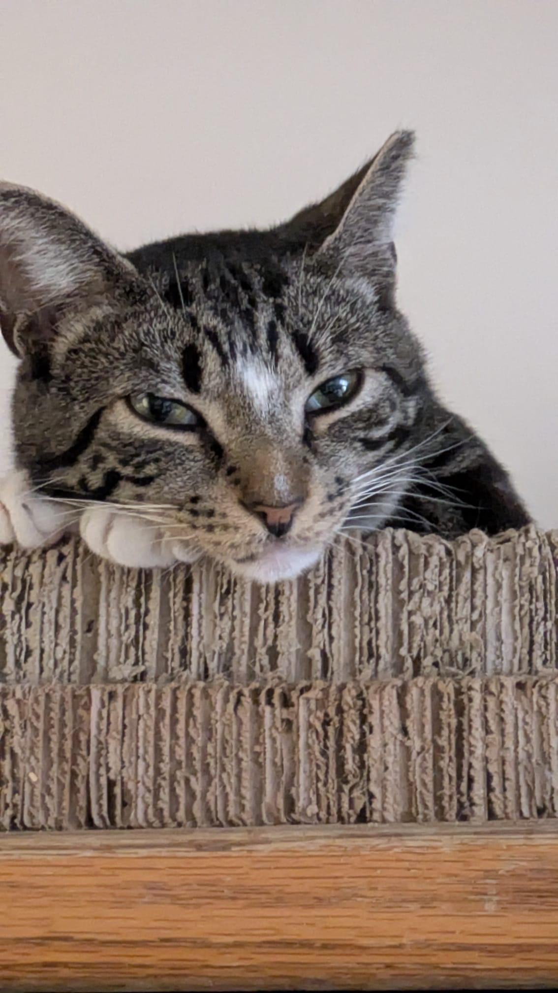 Ziggy, a Adoptable Domestic Short Hair in New York, NY image 4/5