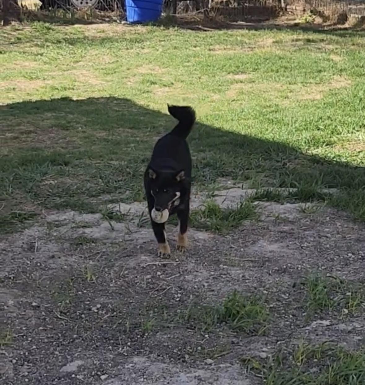 Enlarge Snap, an adoptable Shiba Inu in Grant, NE image 6/6