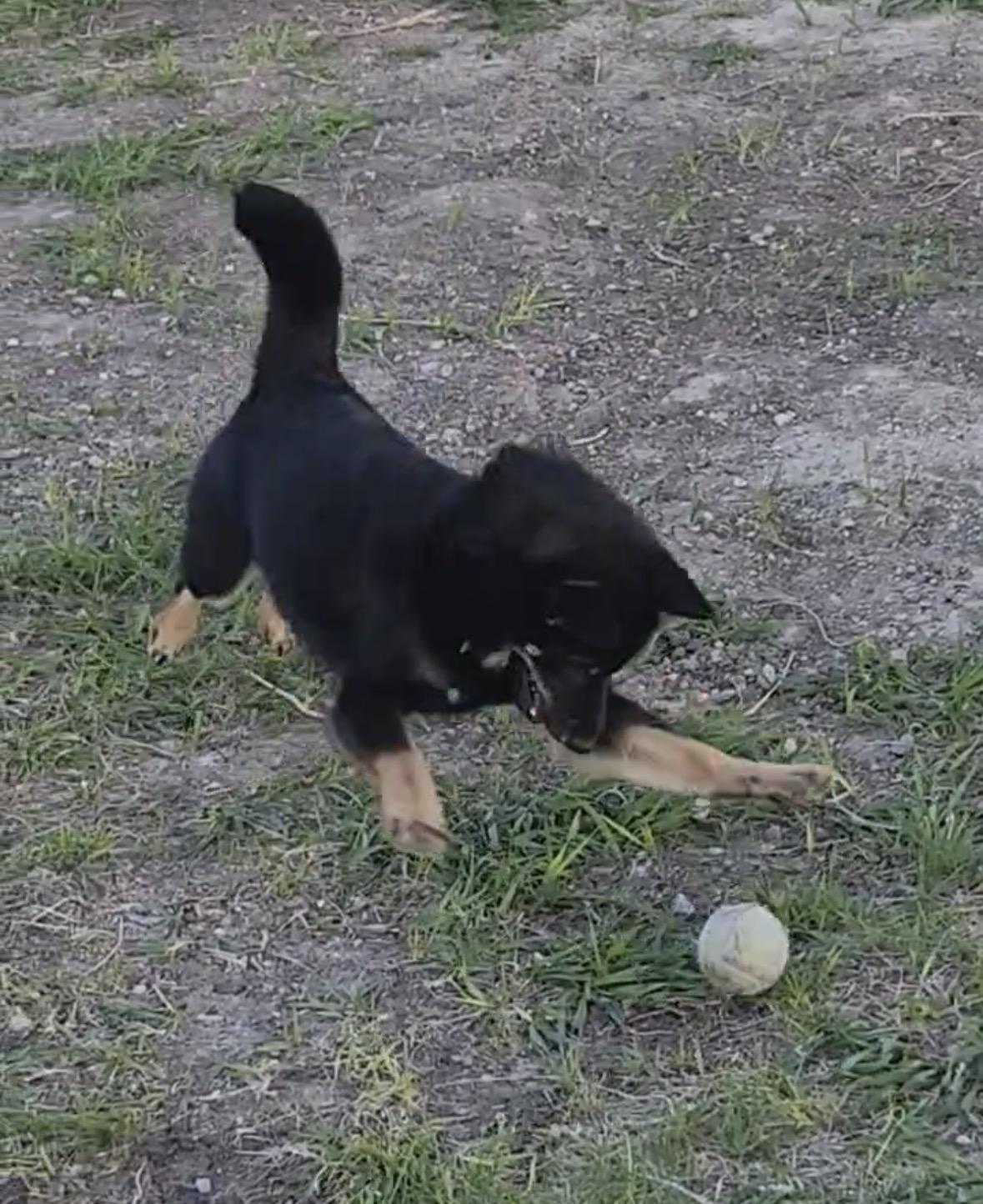 Enlarge Snap, an adoptable Shiba Inu in Grant, NE image 4/6