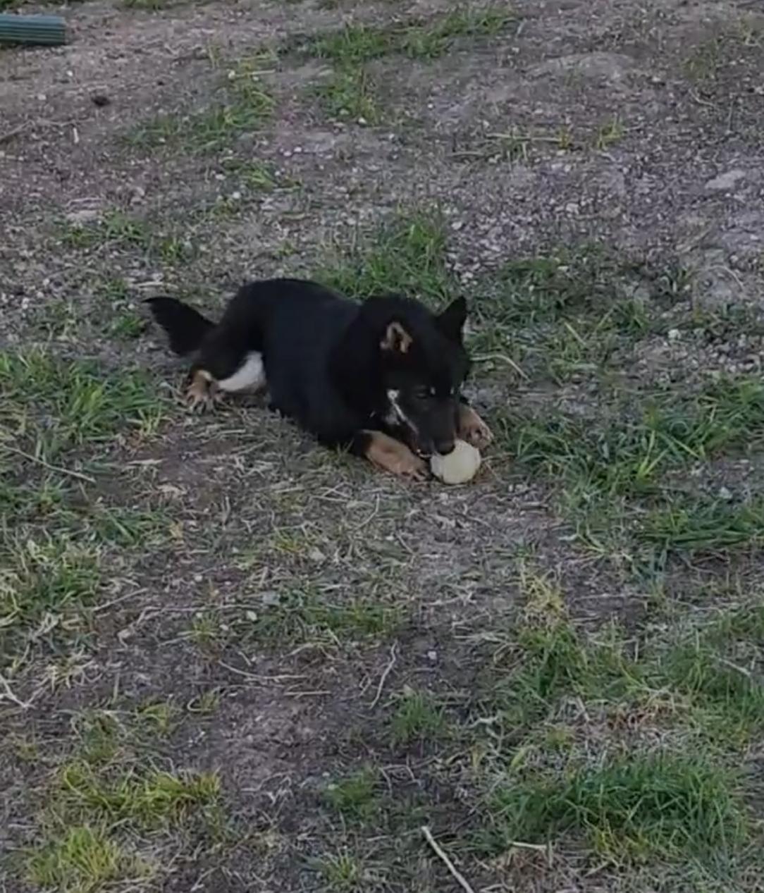 Enlarge Snap, an adoptable Shiba Inu in Grant, NE image 5/6