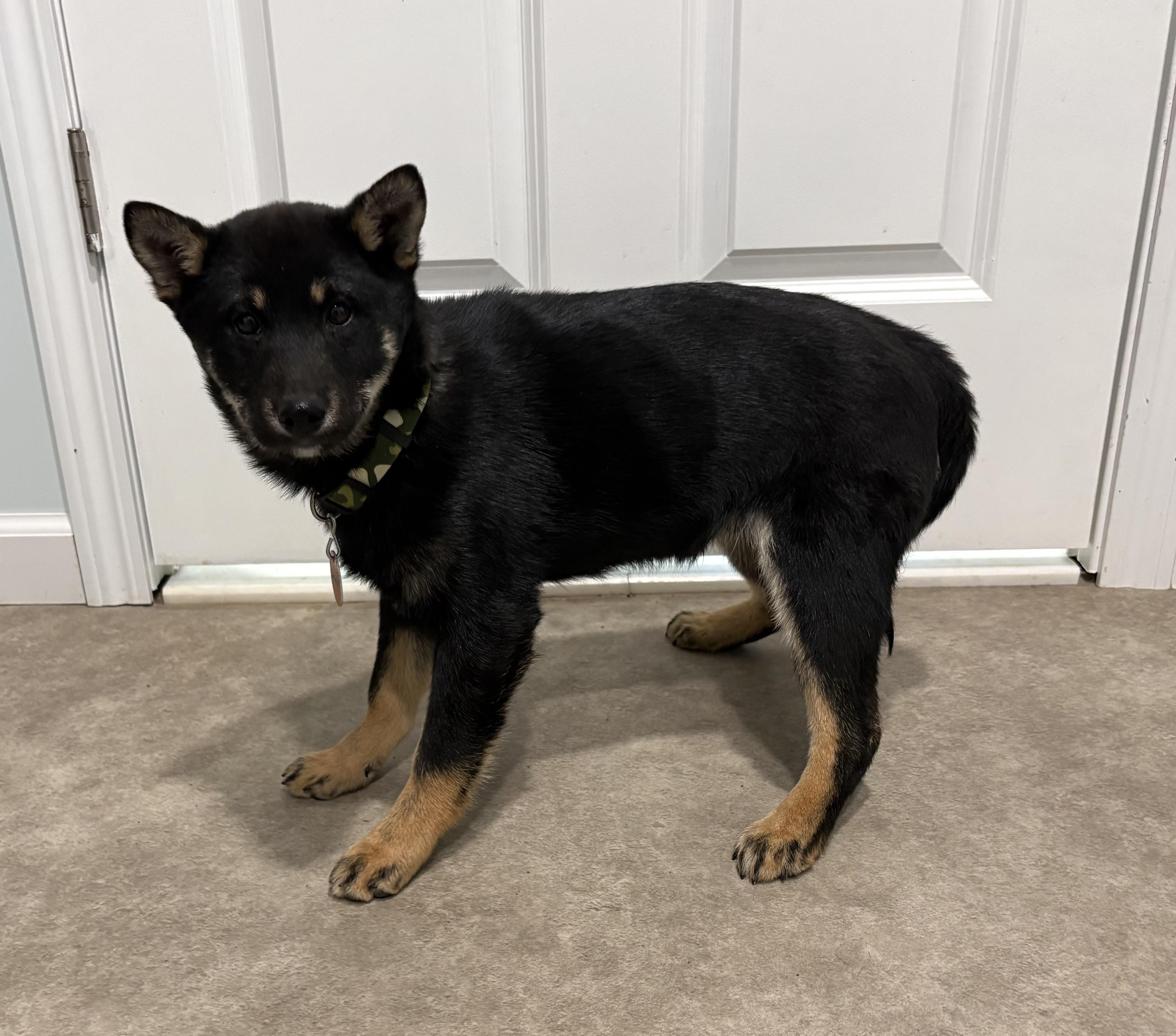 Enlarge Snap, an adoptable Shiba Inu in Grant, NE image 3/6