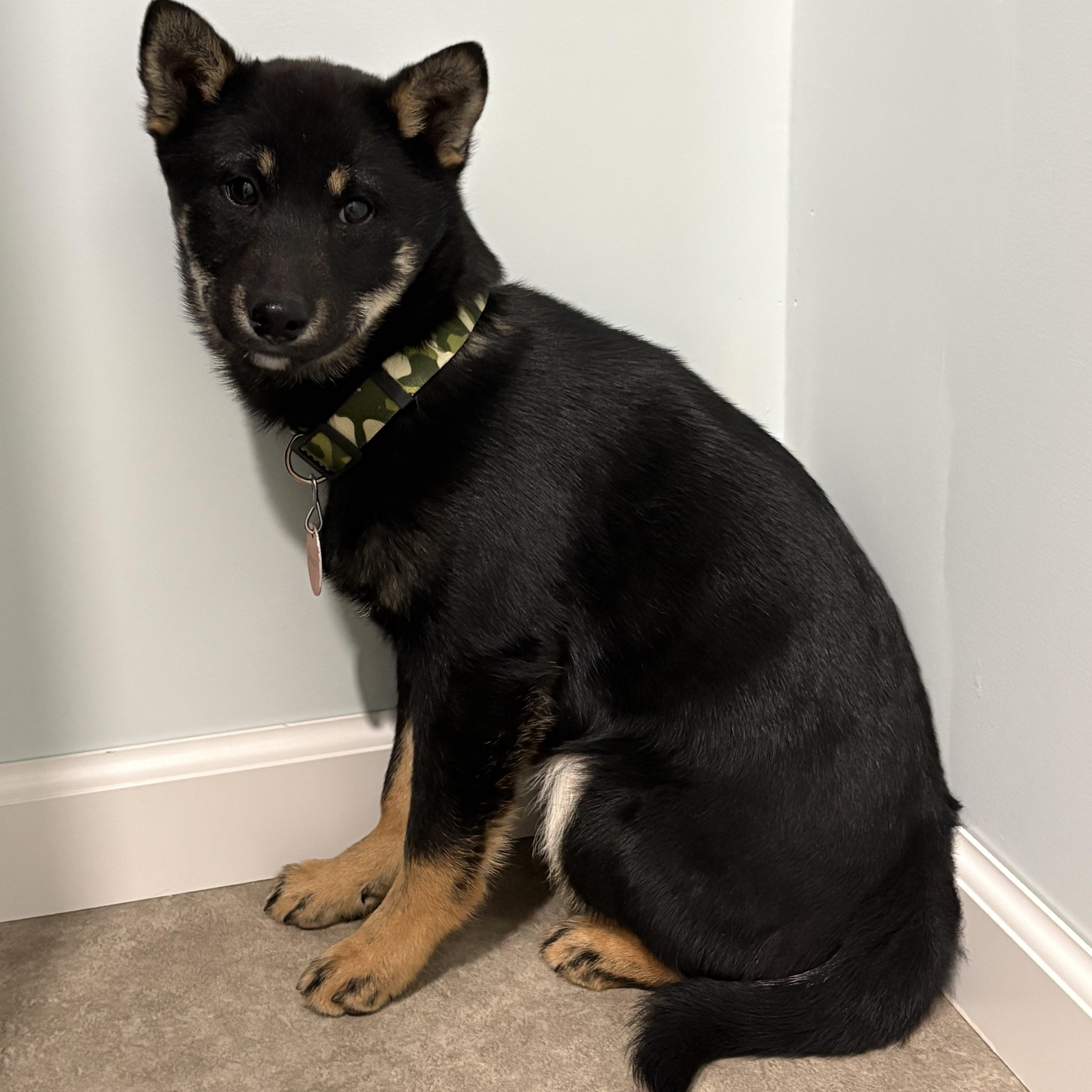 Enlarge Snap, an adoptable Shiba Inu in Grant, NE image 1/6