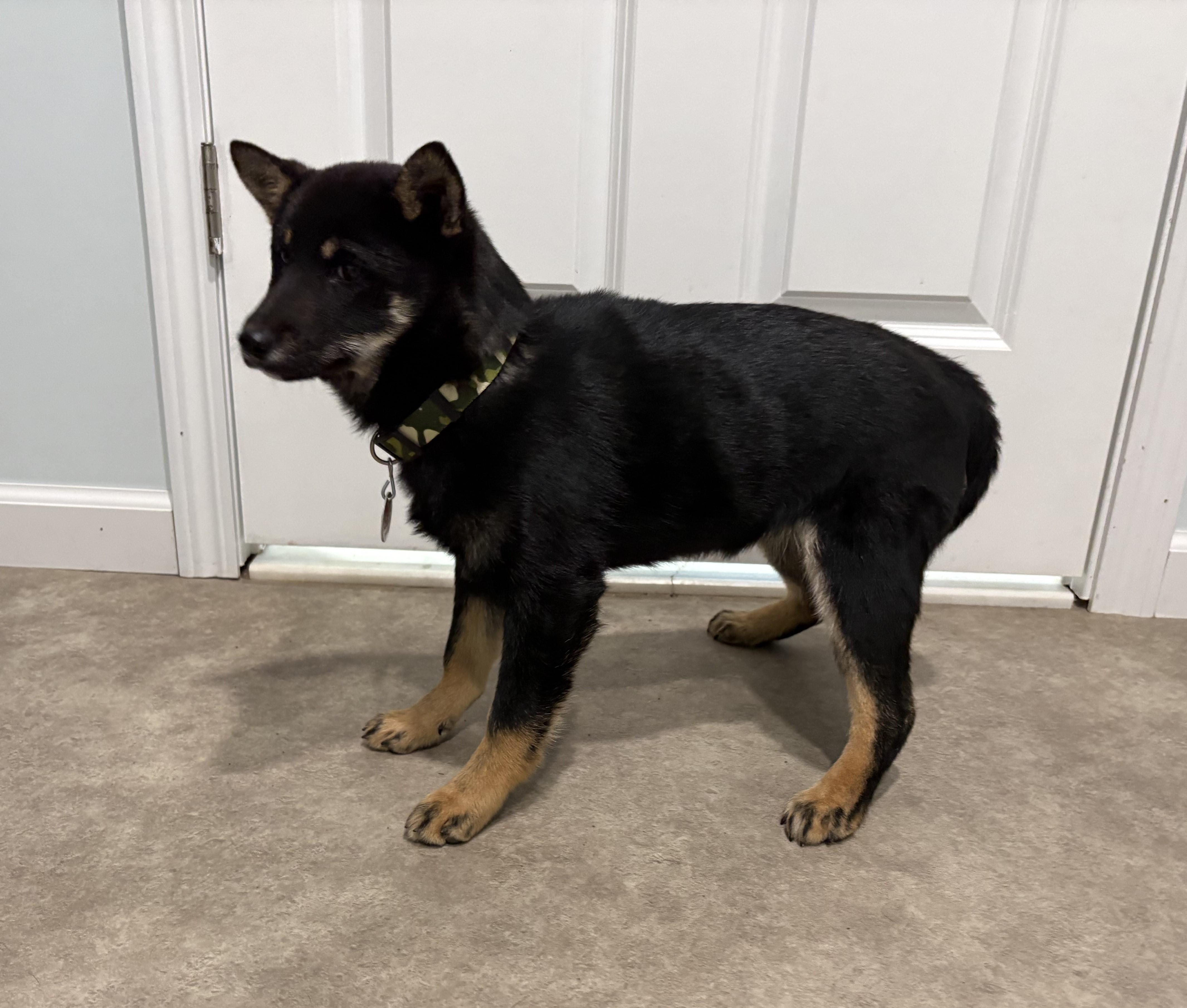 Enlarge Snap, an adoptable Shiba Inu in Grant, NE image 2/6