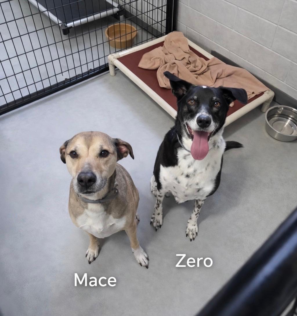 Enlarge Mace & Zero , a ADOPTABLE mixed breed in Momence, IL image 1/1