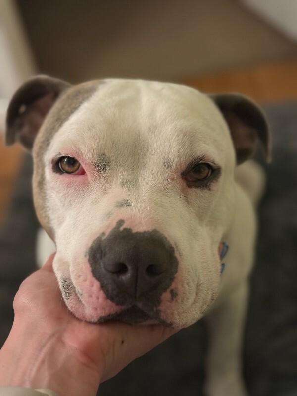 Moosey, Adoptable, Adult Male American Staffordshire Terrier.