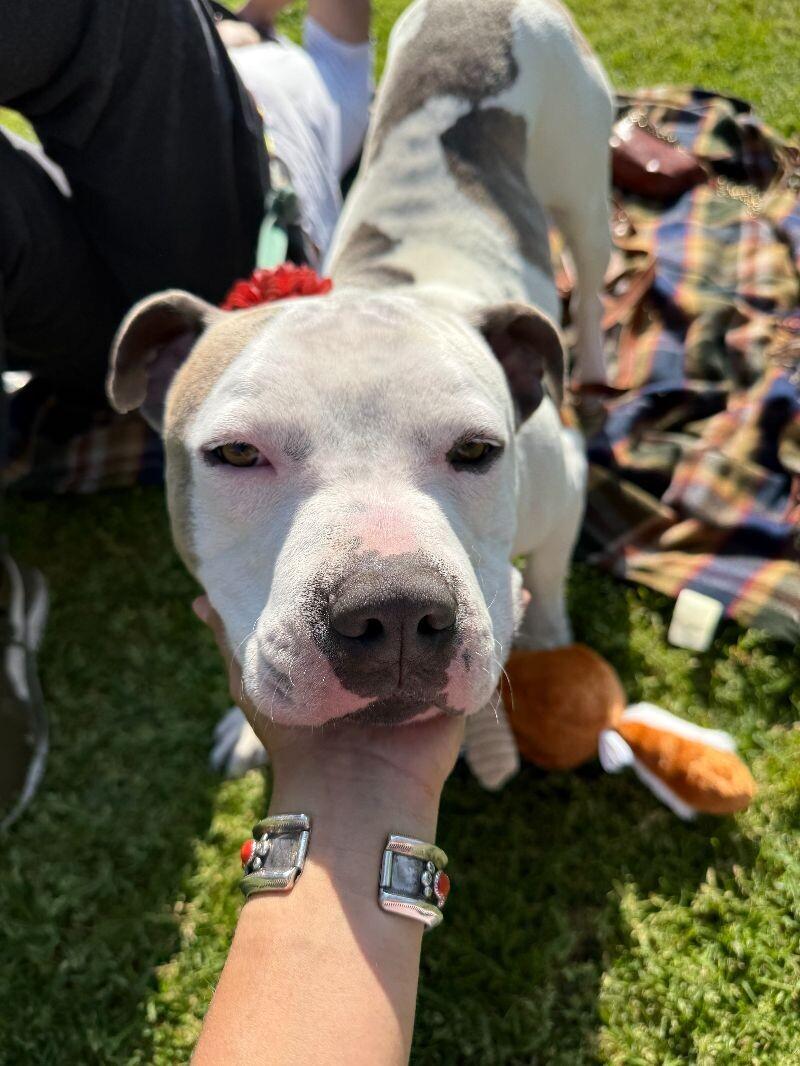 Enlarge Moosey, a Adoptable American Staffordshire Terrier in Manhattan Beach, CA image 2/6