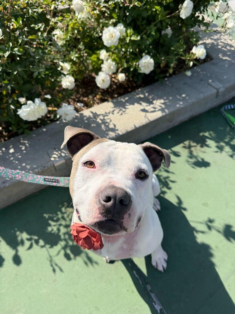 Enlarge Moosey, a Adoptable American Staffordshire Terrier in Manhattan Beach, CA image 3/6
