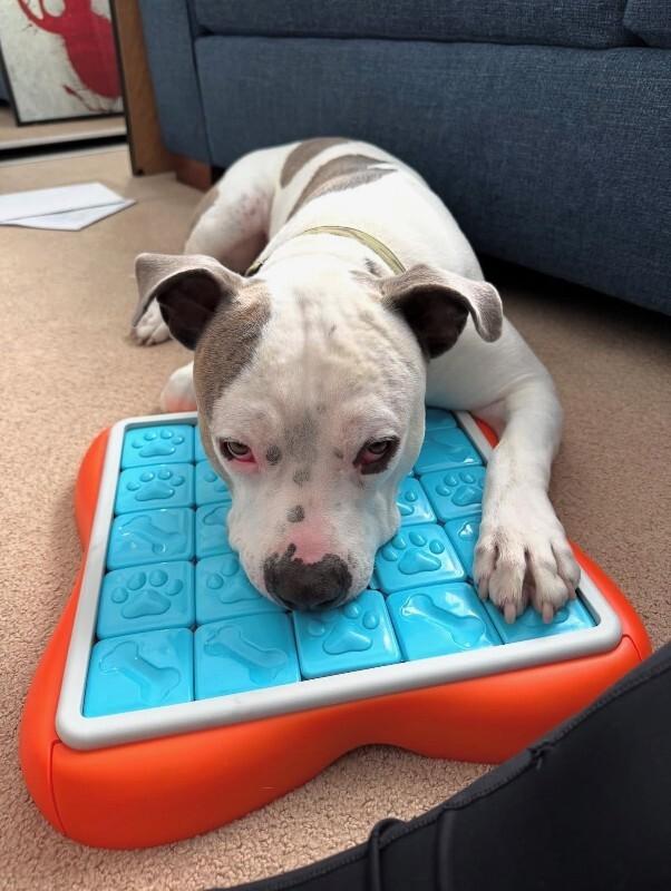 Enlarge Moosey, a Adoptable American Staffordshire Terrier in Manhattan Beach, CA image 4/6