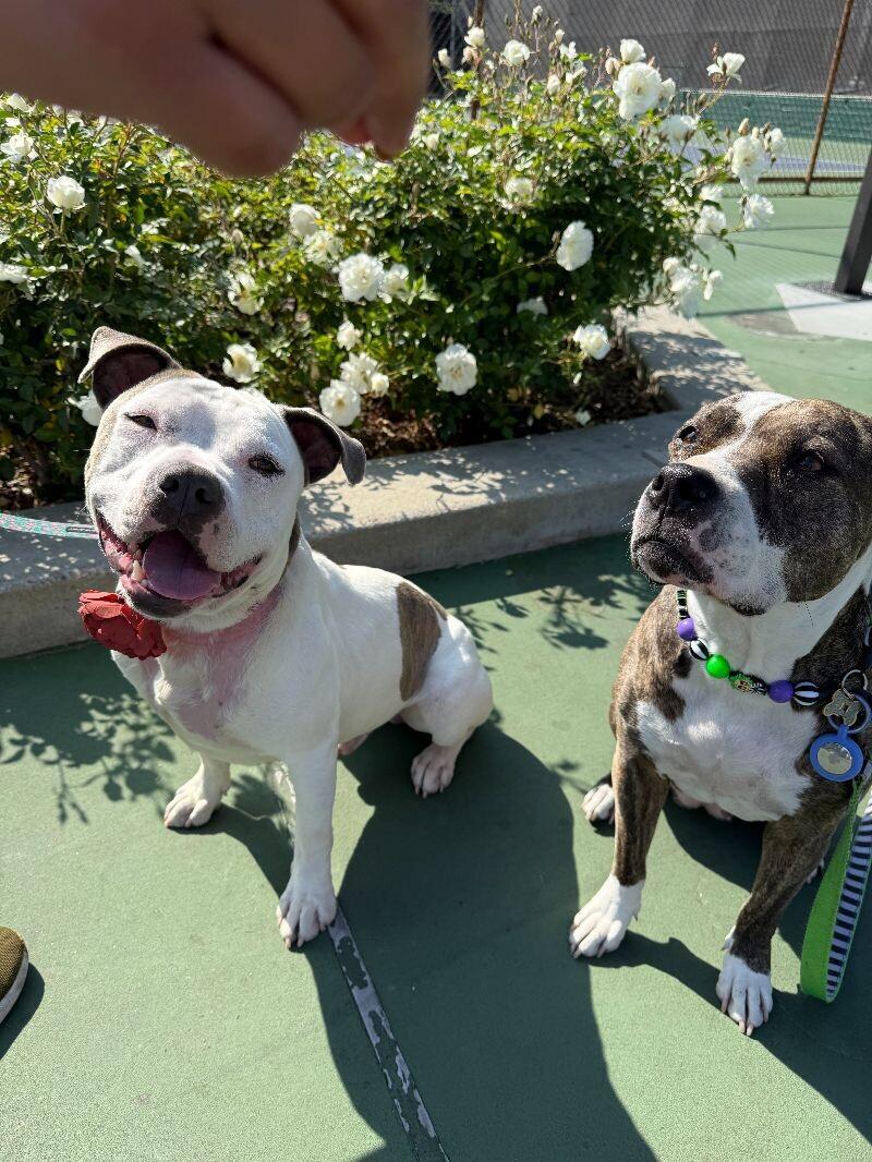 Enlarge Moosey, a Adoptable American Staffordshire Terrier in Manhattan Beach, CA image 5/6