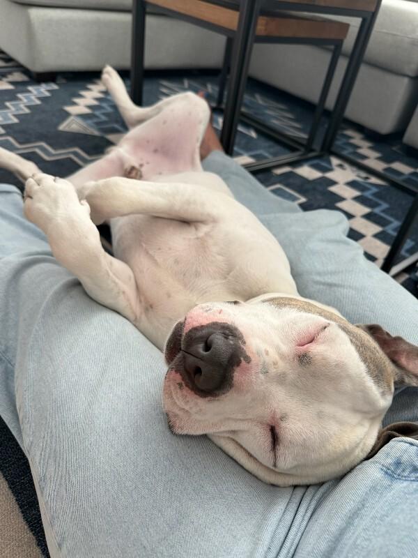 Enlarge Moosey, a Adoptable American Staffordshire Terrier in Manhattan Beach, CA image 6/6