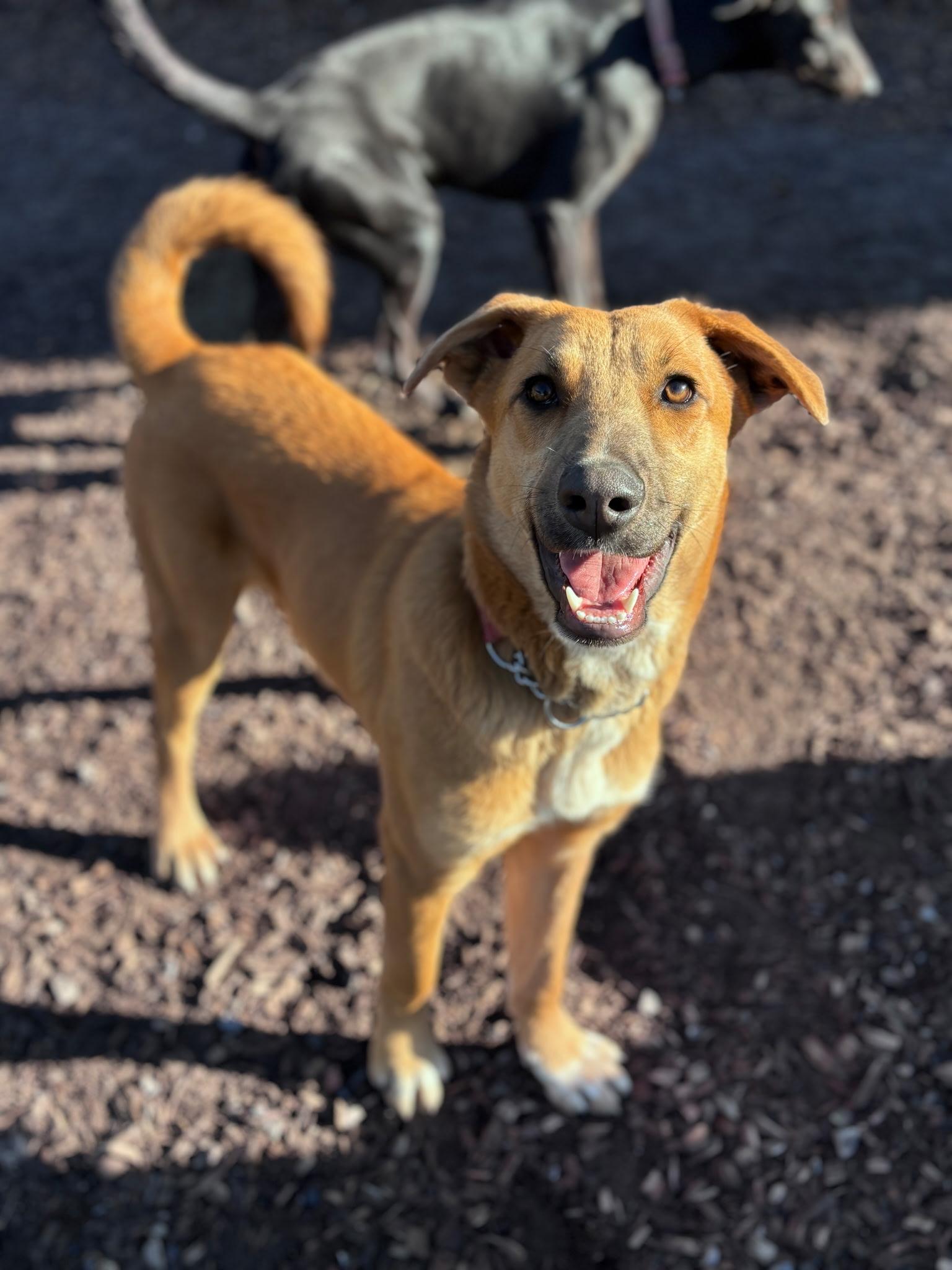 Enlarge Little Bit, a ADOPTABLE mixed breed in Santa Rosa, CA image 1/2