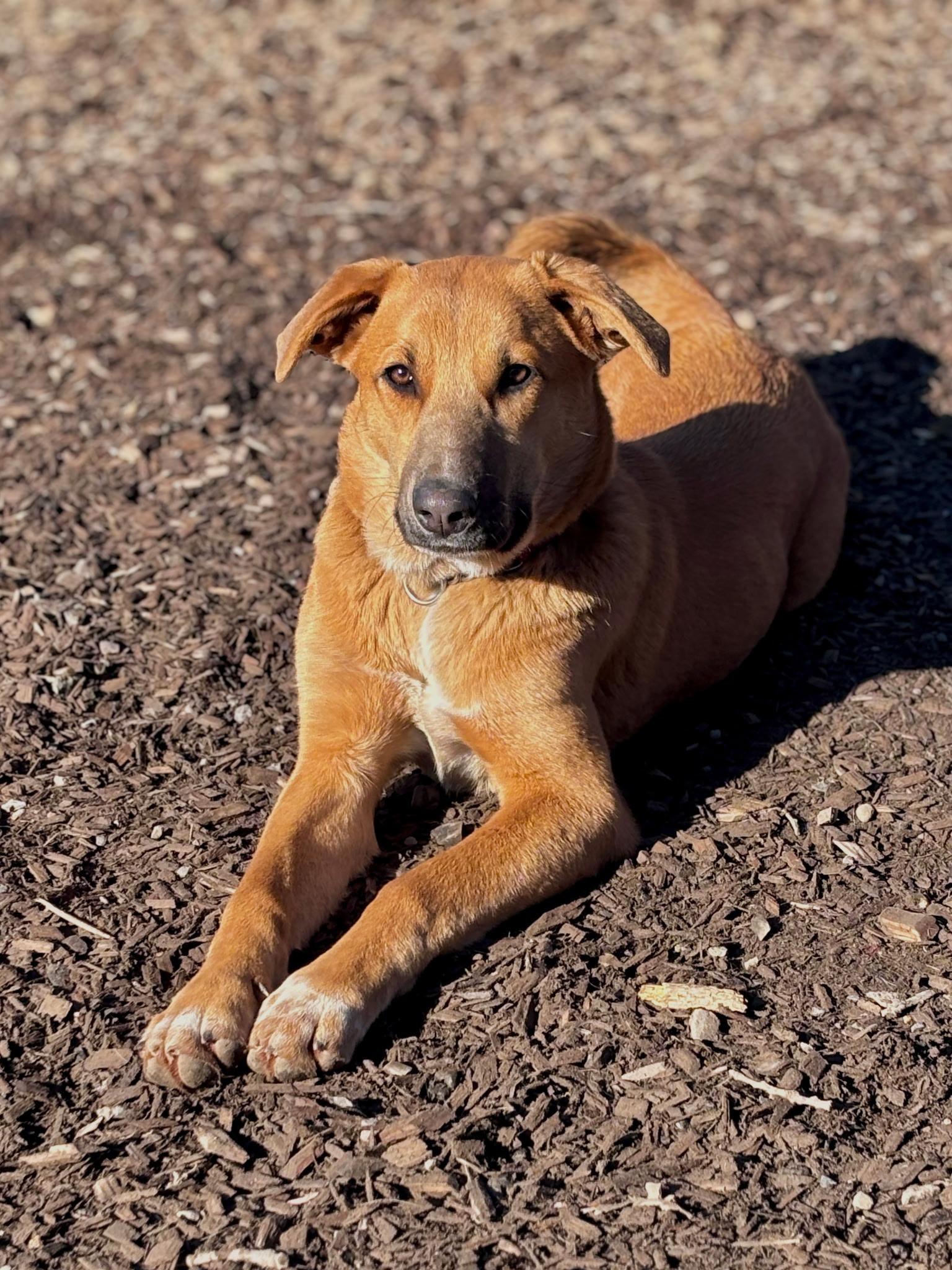 Enlarge Little Bit, a ADOPTABLE mixed breed in Santa Rosa, CA image 2/2