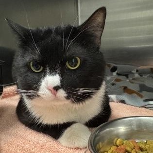 Cookie, adopted, Adult Male Domestic Short Hair.