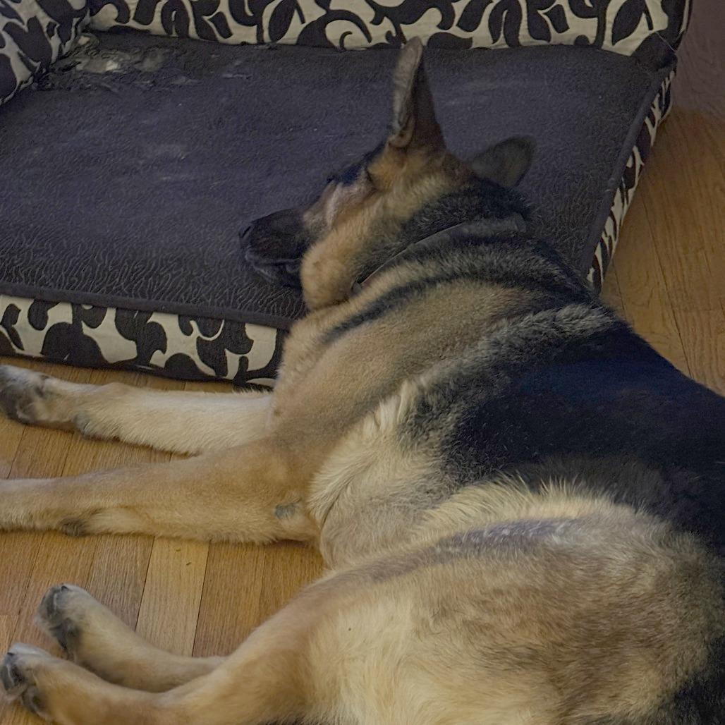 Floki, Adoptable, Adult Male German Shepherd Dog.