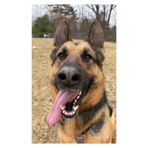 Floki, Adoptable, Adult Male German Shepherd Dog.