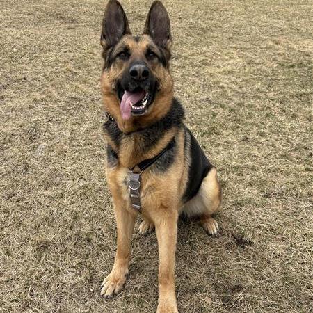 Enlarge Floki, a Adoptable German Shepherd Dog in South Burlington, VT image 3/6