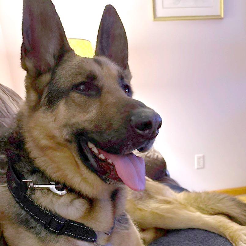 Enlarge Floki, a Adoptable German Shepherd Dog in South Burlington, VT image 6/6