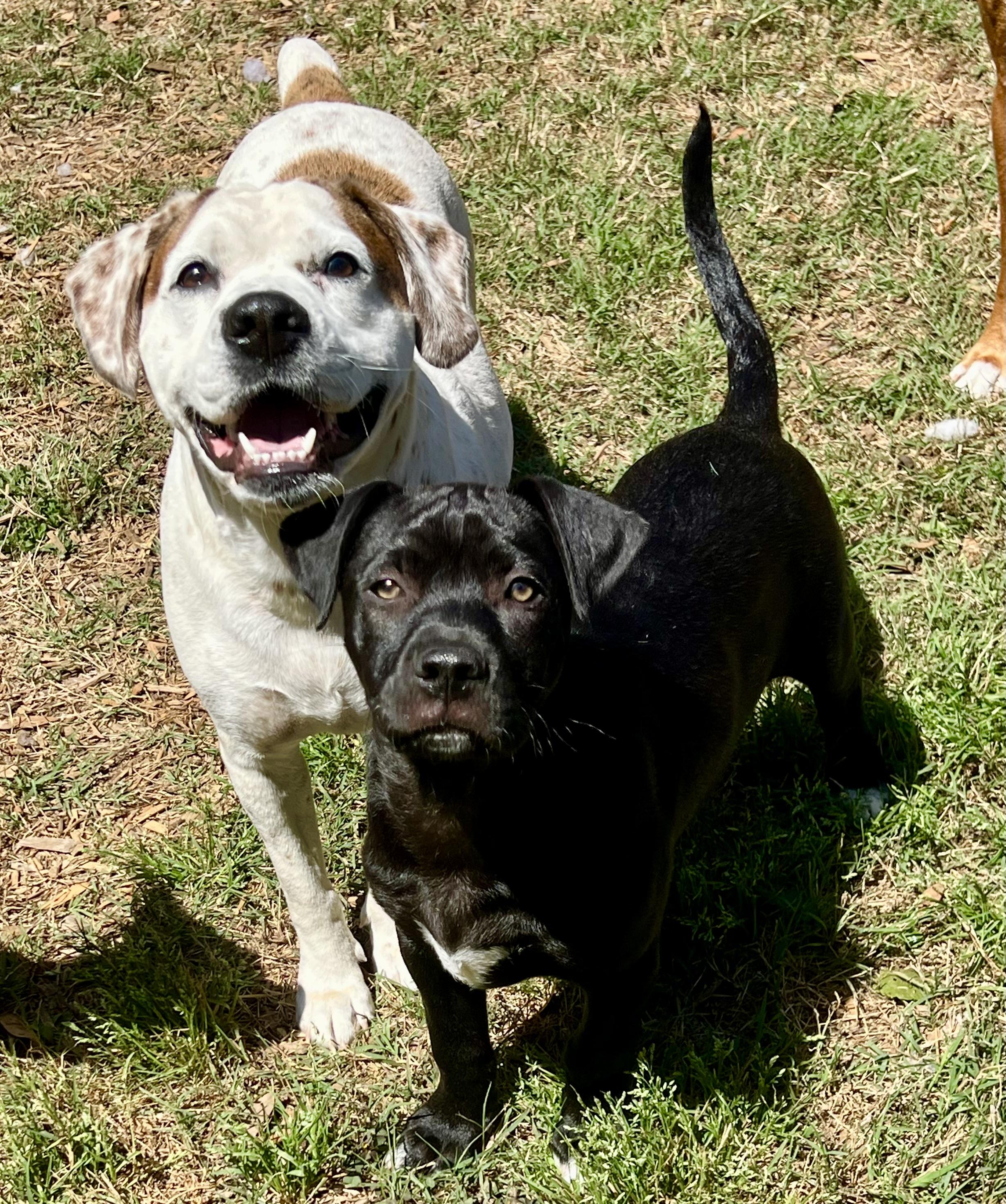 Enlarge Henley, a ADOPTABLE mixed breed in Mt Pleasant, SC image 5/6