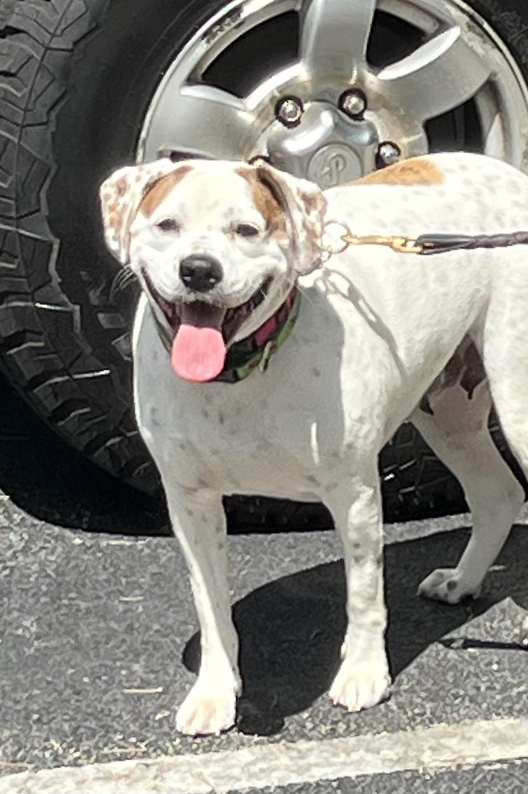 Henley, a ADOPTABLE mixed breed in Mt Pleasant, SC image 6/6