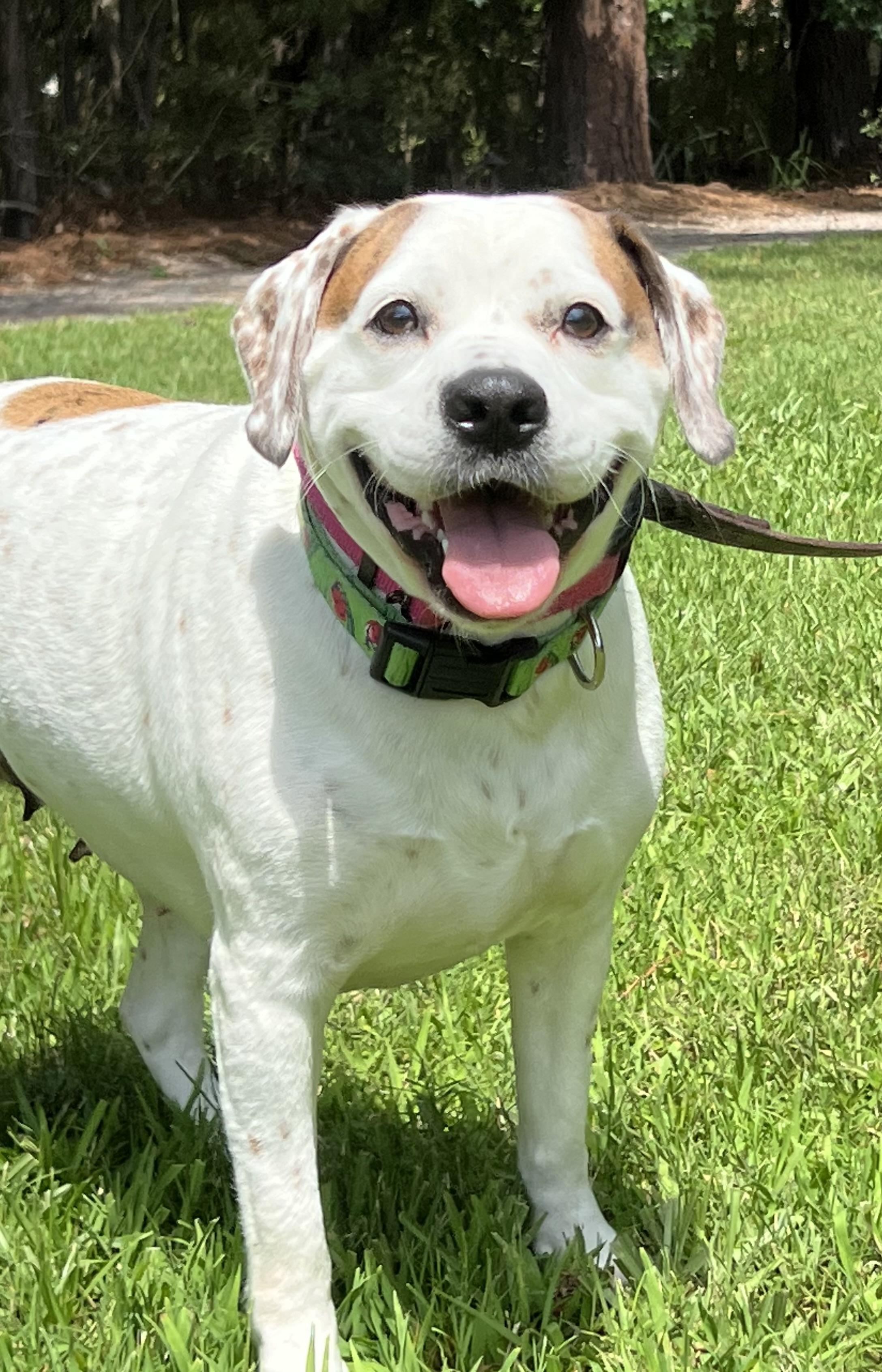 Henley, ADOPTABLE, Adult Female Mixed Breed.