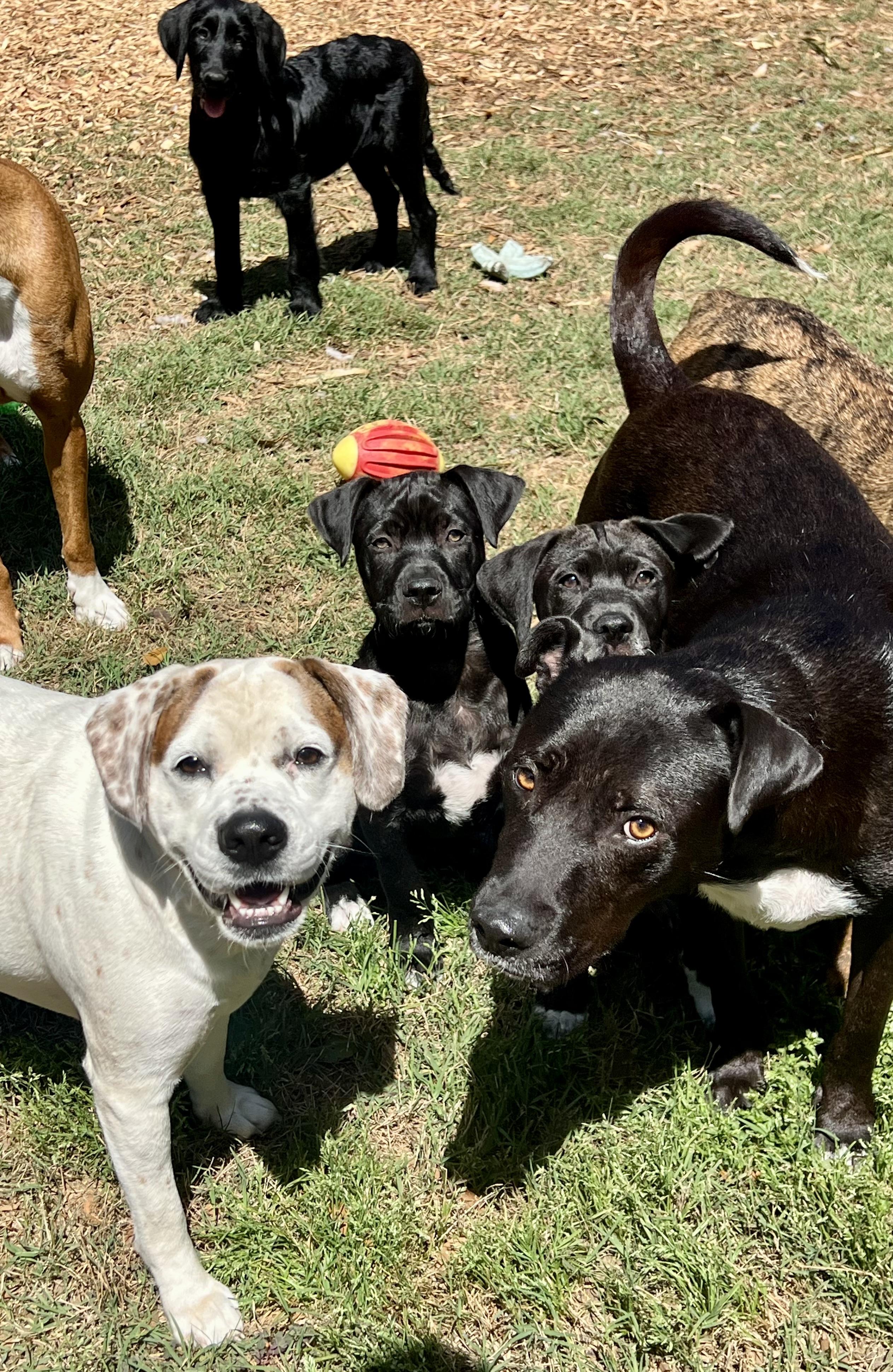 Enlarge Henley, a ADOPTABLE mixed breed in Mt Pleasant, SC image 4/6