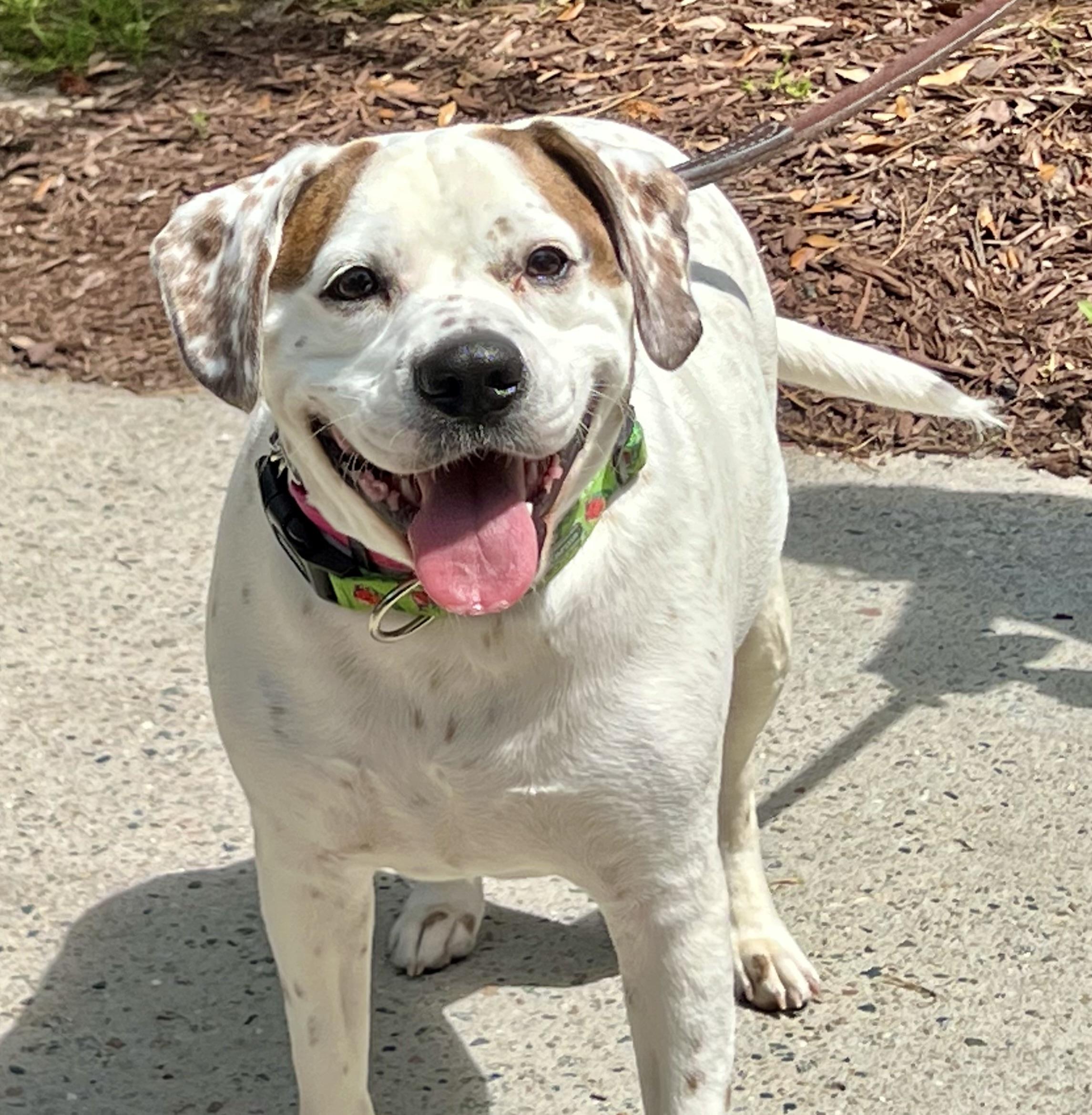 Henley, a ADOPTABLE mixed breed in Mt Pleasant, SC image 3/6